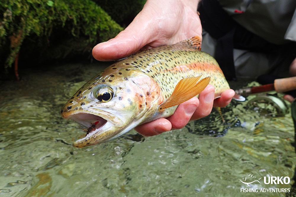 Urko Fishing Adventures Angling Service Fly Fishing Slovenia